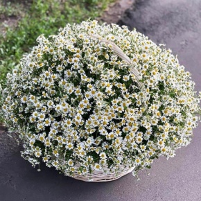 Композиция в корзине из 151 ромашки в Звенигороде