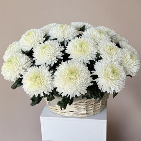 Композиция в корзине из 25 хризантем Магнум в Звенигороде