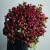 Монобукет из 75 кустовых роз Марун (70 см) в Звенигороде