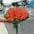 Букет из 51 мандариновой розы (40 см) в Звенигороде Букет из 51 мандариновой розы (40 см) в Звенигороде