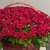 Композиция в корзине из 151 красной розы в Звенигороде Композиция в корзине из 151 красной розы в Звенигороде