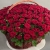 Композиция в корзине из 151 красной розы в Звенигороде Композиция в корзине из 151 красной розы в Звенигороде