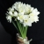 Букет из 25 нарциссов в Звенигороде